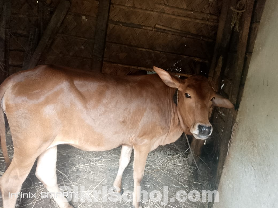 আমাদের ঘরের হারুল গরু